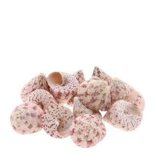 4A Roze Trochus Maculatus Schelpen | Inhoud 1 kilo | Per zak schelpen