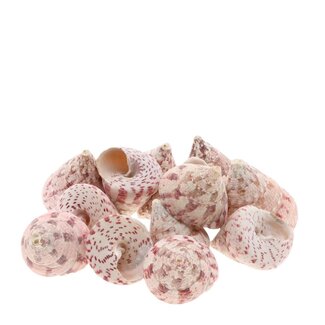 4A Trochus Maculatus Schelpen | Kleur: Roze | Inhoud 1 kilo | Per zak schelpen