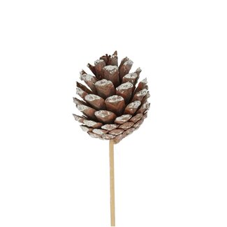 4A Brun Blanc Pique à Pomme de Pin | Diamètre Pomme de Pin 6 centimeter | Longueur de la Pique ± 50 centimeter | Par 25 Piques