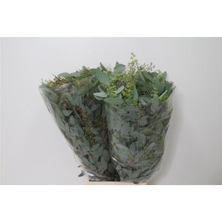 Freshy Eucalyptus Populus Bes 300gr (p. bos)