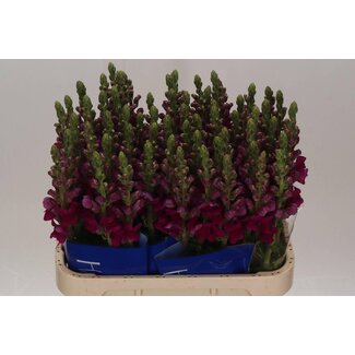 Freshy Antirrhinum Toulon Purple