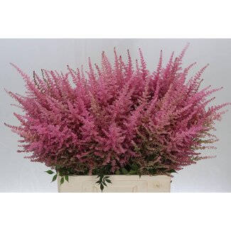 Freshy Astilbe C Romanze