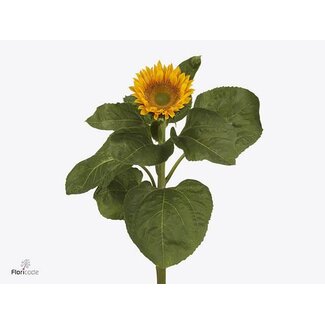 Freshy Helianthus Sunrich Up Gold