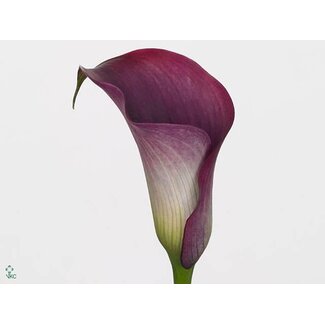 Freshy Zantedeschia Capt Promise