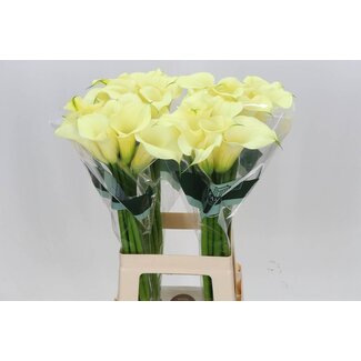 Freshy Zantedeschia Snowstar
