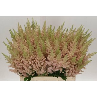 Freshy Astilbe Ch Vi Inferno
