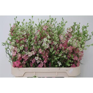 Freshy Consolida R Q Rose Bio