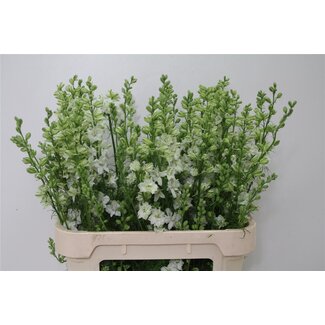 Freshy Consolida R Q White Bio