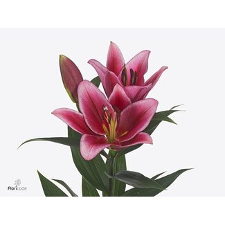 Freshy Lelie Oriental Aqua Invictus