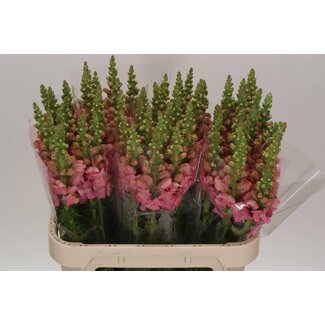 Freshy Antirrhinum Opus Pink