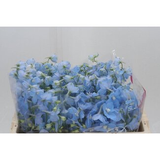 Freshy Delphinium En Ballkleid