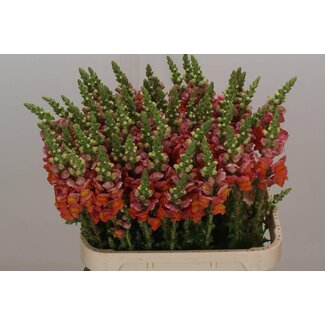 Freshy Antirrhinum Poto Dark Orange Bio