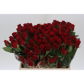 Freshy Rosa Red Tacazzi