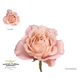 Freshy Rosa Premium Sahara
