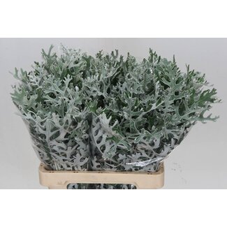 Freshy Senecio Cineraria