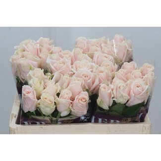 Freshy Rosa Sweet Avalanche