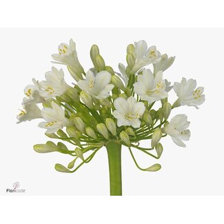 Freshy Agapanthus White Grace