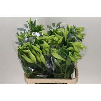 Freshy Lelie Longi Aqua White Heaven 3 Bloem