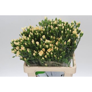 Freshy Trosanjer Enkelbloemig Solomio Tweety x20