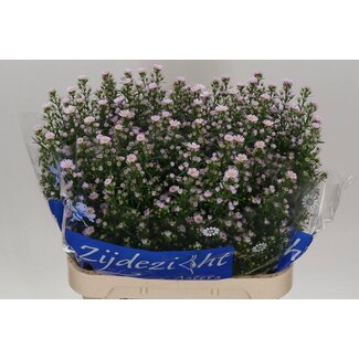 Freshy Aster Claudia