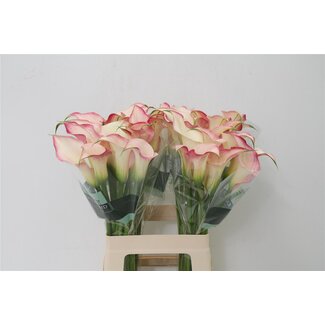 Freshy Zantedeschia Blushing Lady