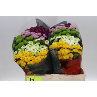 Freshy Chrysant santini Pompon Gemengd in Bos X L