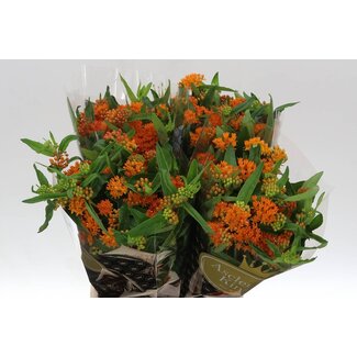 Freshy Asclepias Tuberosa