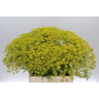 Freshy Anethum Graveolens