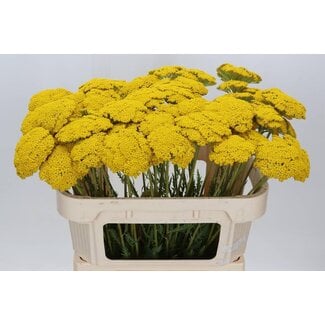 Freshy Achillea F Park Variety
