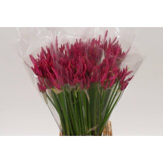 Freshy Nerine Bo Favoriet