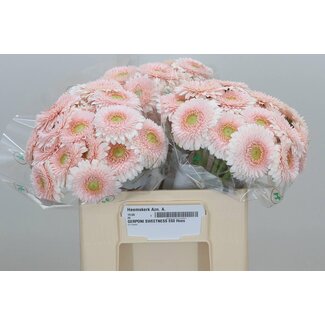 Freshy Germini. Aqua Pom Sweetness x20