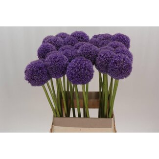 Freshy Allium Giganteum