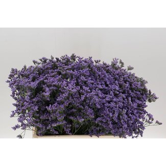 Freshy Limonium Maine Blue