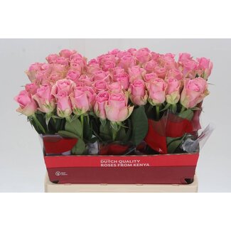 Freshy Rosa Wham