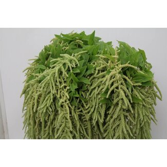 Freshy Amaranthus Ca Viridis