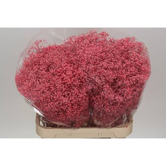 Freshy Gyps Kleurbehandeld Million Roze