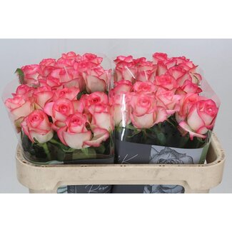 Freshy Rosa Jumilia