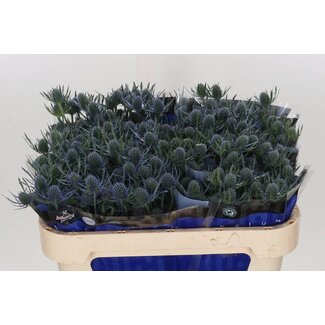 Freshy Eryngium A Blue Dynamite