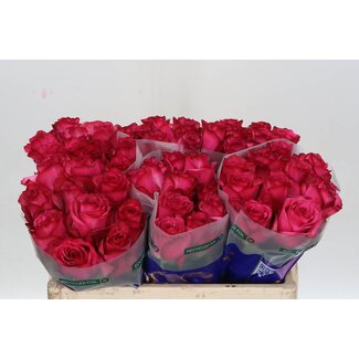 Freshy Rosa Paloma Royale