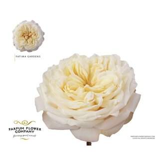 Freshy Rosa Garden Fatima Gardens