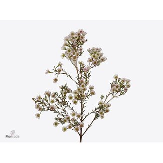 Freshy Chamelaucium Morning Delight