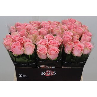 Freshy Rosa Sophia Loren