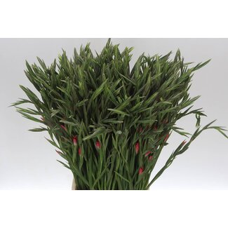 Freshy Gladiolus klein T Charming Beauty