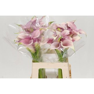 Freshy Zantedeschia Pink Design