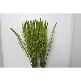 Freshy Eremurus Sh Geel Sun