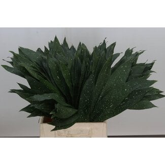Freshy Aspidistra Milky Way (p. bos)