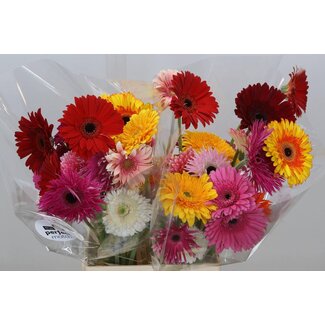 Freshy Gerbera * Crazy Mix x25