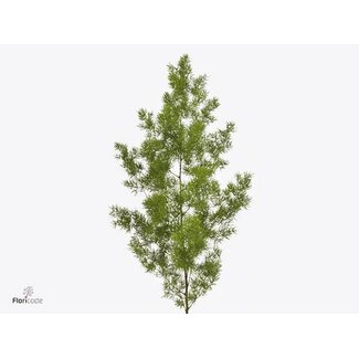 Freshy Asparagus Umbellatus