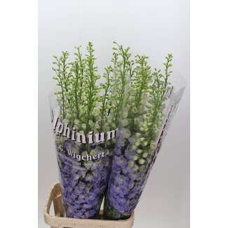 Freshy Delphinium El Dewi Impressive