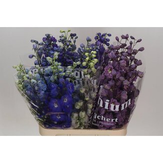 Freshy Delphinium Du Gemengd